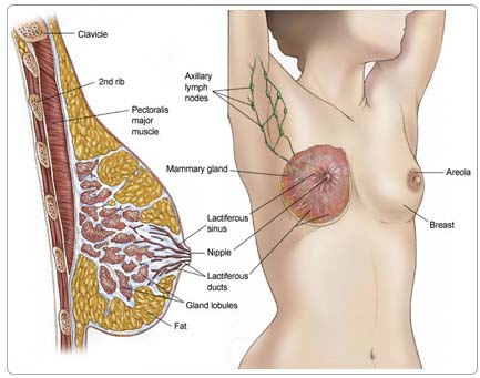 breastcancer