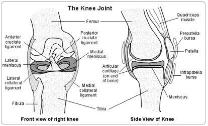 knee1